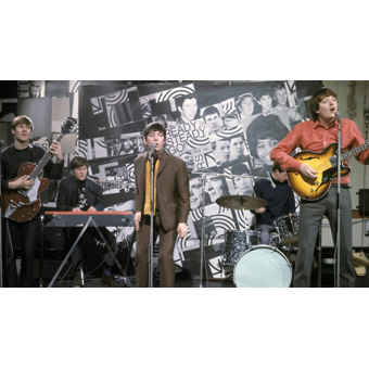 THE ANIMALS